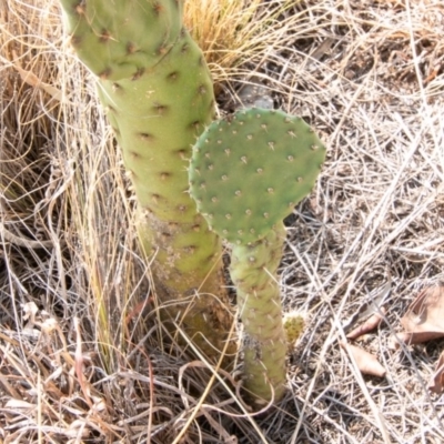 Opuntia sp. (Prickly Pear) at Cooleman Ridge - 5 Feb 2020 by SWishart