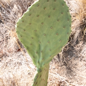 Opuntia sp. at Chapman, ACT - 5 Feb 2020