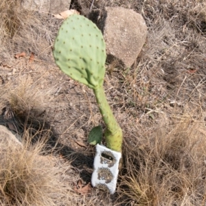 Opuntia sp. at Chapman, ACT - 5 Feb 2020