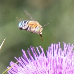 Amegilla (Zonamegilla) asserta at Stromlo, ACT - 5 Feb 2020