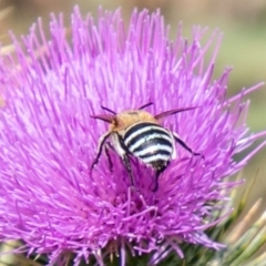 Amegilla (Zonamegilla) asserta at Stromlo, ACT - 5 Feb 2020