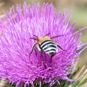 Amegilla (Zonamegilla) asserta at Stromlo, ACT - 5 Feb 2020