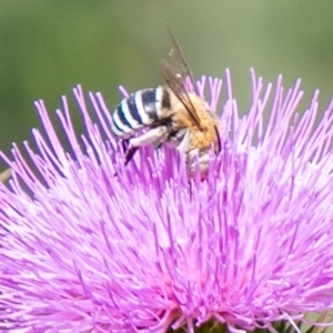 Amegilla (Zonamegilla) asserta at Stromlo, ACT - 5 Feb 2020