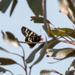 Comocrus behri (Mistletoe Day Moth) at Chapman, ACT - 5 Feb 2020 by SWishart