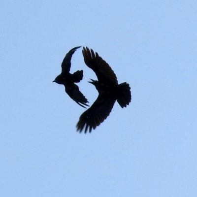 Corvus coronoides (Australian Raven) at Majura, ACT - 2 Feb 2020 by RodDeb