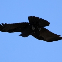 Corvus coronoides at Majura, ACT - 3 Feb 2020 09:35 AM