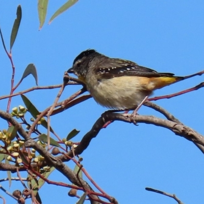 Pardalotus punctatus (Spotted Pardalote) at Majura, ACT - 3 Feb 2020 by RodDeb