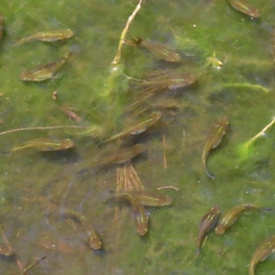 Gambusia holbrooki (Gambusia, Plague minnow, Mosquito fish) at ANBG - 3 Feb 2020 by RodDeb