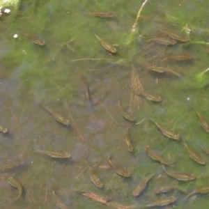 Gambusia holbrooki at Acton, ACT - 3 Feb 2020