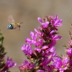 Amegilla (Zonamegilla) asserta (Blue Banded Bee) at Acton, ACT - 3 Feb 2020 by RodDeb