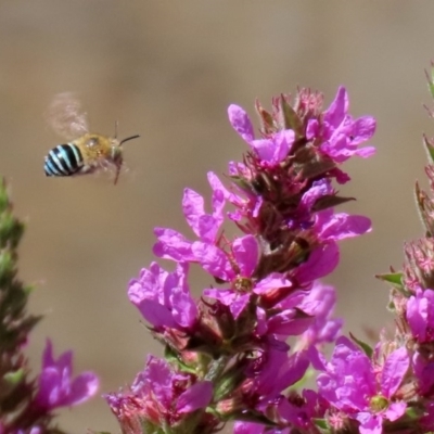Amegilla (Zonamegilla) asserta (Blue Banded Bee) at Acton, ACT - 3 Feb 2020 by RodDeb