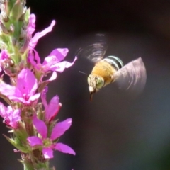 Amegilla (Zonamegilla) asserta at Acton, ACT - 3 Feb 2020