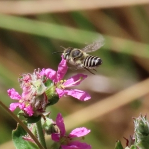 Megachile (Eutricharaea) serricauda at Acton, ACT - 3 Feb 2020