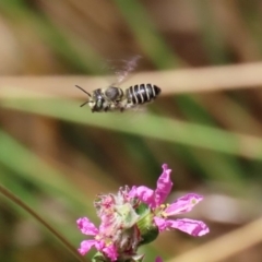 Megachile (Eutricharaea) serricauda at Acton, ACT - 3 Feb 2020 01:32 PM