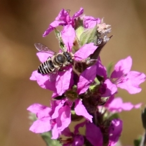 Megachile (Eutricharaea) serricauda at Acton, ACT - 3 Feb 2020 01:32 PM