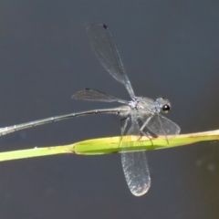 Austroargiolestes icteromelas (Common Flatwing) at Acton, ACT - 3 Feb 2020 by RodDeb