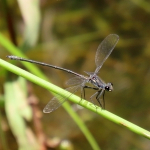 Austroargiolestes icteromelas at Acton, ACT - 3 Feb 2020