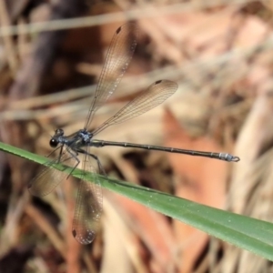 Austroargiolestes icteromelas at Acton, ACT - 3 Feb 2020