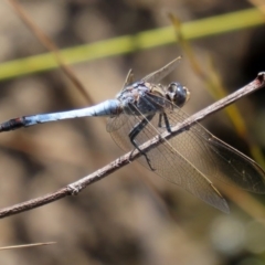 Orthetrum caledonicum (Blue Skimmer) at Acton, ACT - 3 Feb 2020 by RodDeb
