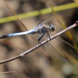 Orthetrum caledonicum at Acton, ACT - 3 Feb 2020