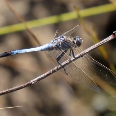 Orthetrum caledonicum (Blue Skimmer) at Acton, ACT - 3 Feb 2020 by RodDeb