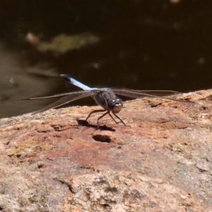 Orthetrum caledonicum at Acton, ACT - 3 Feb 2020 12:57 PM