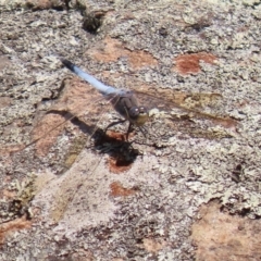 Orthetrum caledonicum at Acton, ACT - 3 Feb 2020 12:57 PM