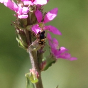 Simosyrphus grandicornis at Acton, ACT - 3 Feb 2020