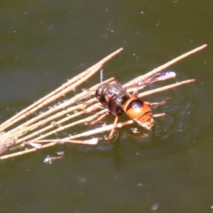 Eumeninae (subfamily) at Acton, ACT - 3 Feb 2020