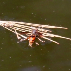 Eumeninae (subfamily) at Acton, ACT - 3 Feb 2020