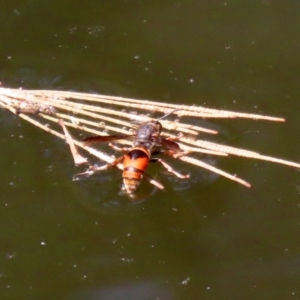 Eumeninae (subfamily) at Acton, ACT - 3 Feb 2020