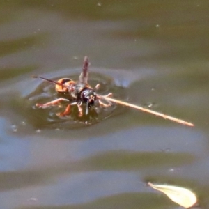 Eumeninae (subfamily) at Acton, ACT - 3 Feb 2020