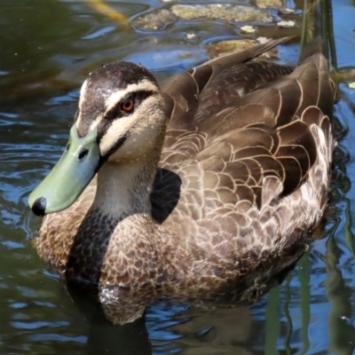 Anas superciliosa (Pacific Black Duck) at Acton, ACT - 3 Feb 2020 by RodDeb