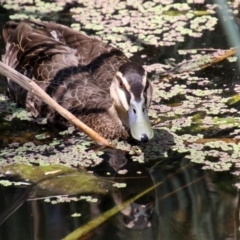 Anas superciliosa at Acton, ACT - 3 Feb 2020