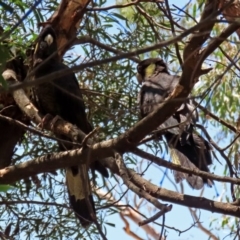 Zanda funerea at Acton, ACT - 3 Feb 2020