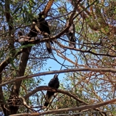 Zanda funerea at Acton, ACT - 3 Feb 2020