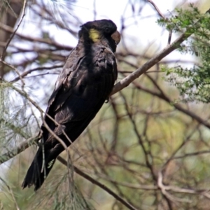 Zanda funerea at Acton, ACT - 3 Feb 2020