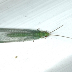 Mallada signatus (Green Lacewing) at Ainslie, ACT - 2 Nov 2019 by jb2602