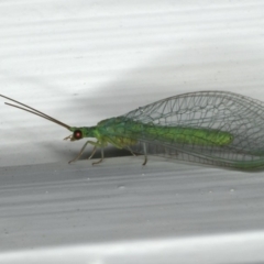 Mallada signatus at Ainslie, ACT - 2 Nov 2019 09:31 PM