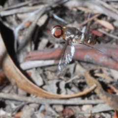 Villa sp. (genus) (Unidentified Villa bee fly) at O'Connor, ACT - 31 Jan 2020 by Harrisi