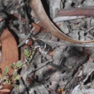 Villa sp. (genus) at O'Connor, ACT - 31 Jan 2020