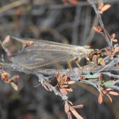 Myrmeleontidae (family) (Unidentified Antlion Lacewing) at Bruce, ACT - 31 Jan 2020 by Harrisi