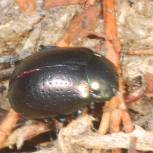 Chrysolina quadrigemina at Bruce, ACT - 1 Feb 2020