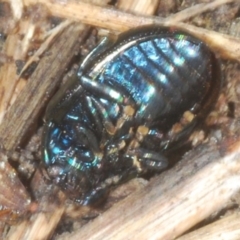 Chrysolina quadrigemina at Bruce, ACT - 1 Feb 2020