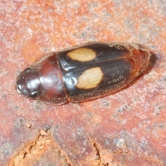 Sphallomorpha ruficollis (A ground beetle) at Acton, ACT - 1 Feb 2020 by Harrisi