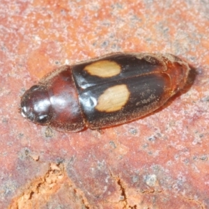 Sphallomorpha ruficollis at Acton, ACT - 1 Feb 2020