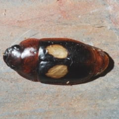 Sphallomorpha ruficollis at Acton, ACT - 1 Feb 2020