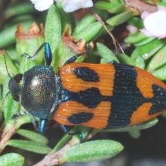 Castiarina delectabilis (A jewel beetle) at Kosciuszko National Park, NSW - 3 Feb 2020 by Harrisi