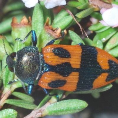 Castiarina delectabilis (A jewel beetle) at Kosciuszko National Park - 3 Feb 2020 by Harrisi