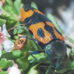 Castiarina delectabilis at Kosciuszko National Park, NSW - 3 Feb 2020